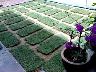 Rumput Karpet Murah - Rumput Padang - Bersih Kawasan Rumah ...