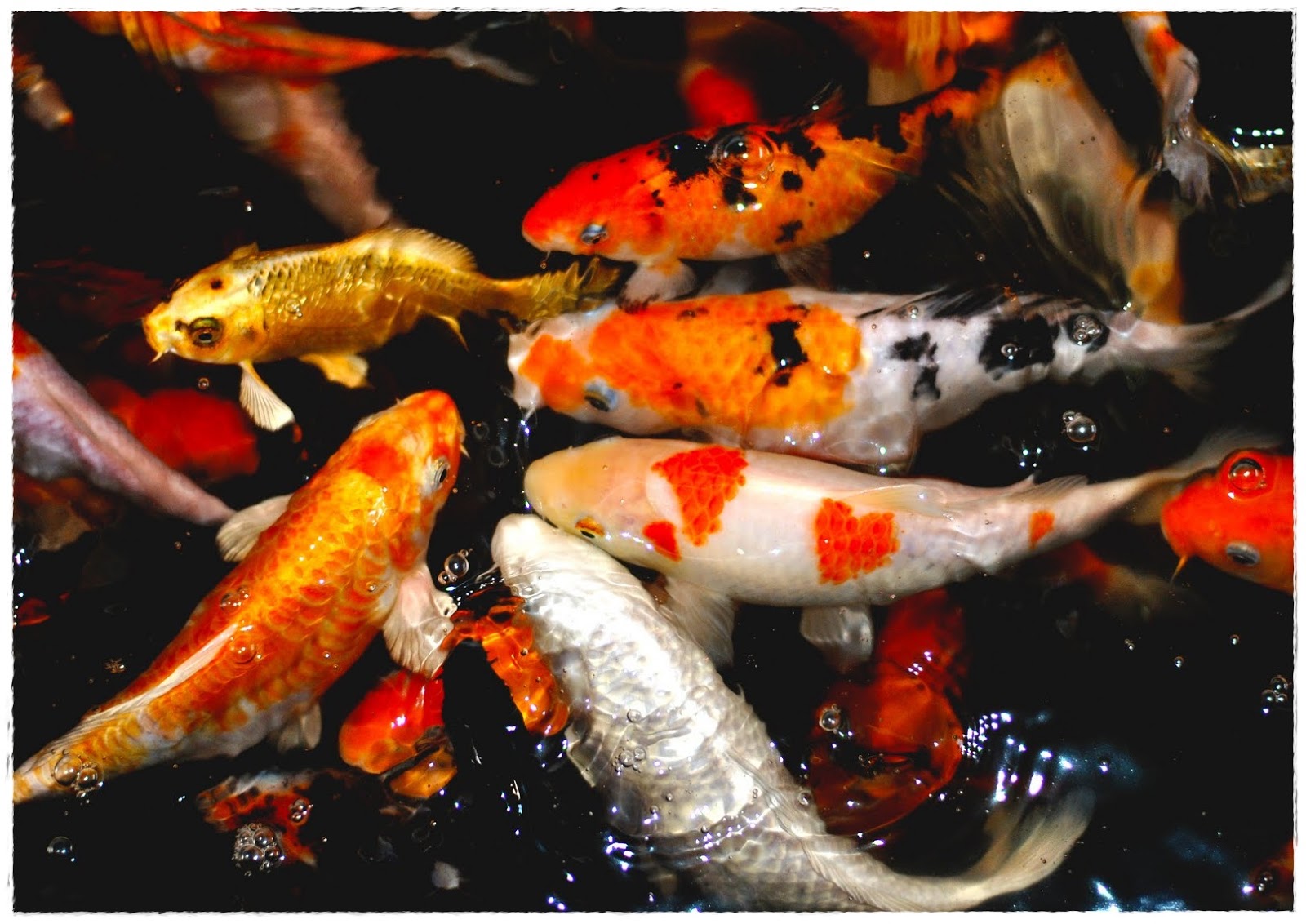 Gambar Ikan Koi Sanke - Radea
