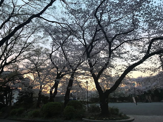 Japan cherry blossoms