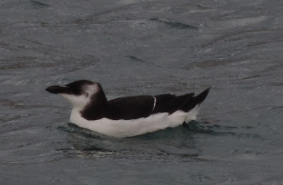 Págalo grande (Stercorarius skua; Marikoi handi)