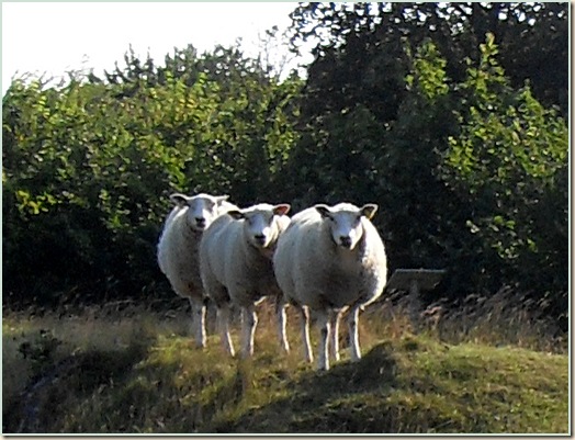 De tre Bukke Bruse