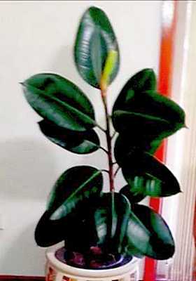 A healthy Rubber Plant Growing in a Pot