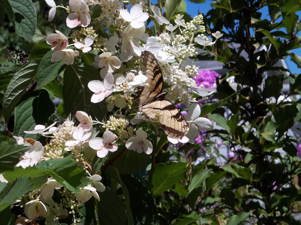 Image of Hydrangea butterfly flower on tree