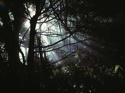 Shafts Of Light. Bush with light-shafts in