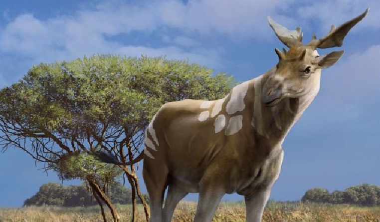 Scientists weigh in on 'giraffe relative' fossil