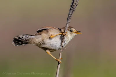 Cisticola in the Table Bay Nature Reserve