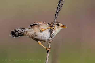 Cisticola in the Table Bay Nature Reserve