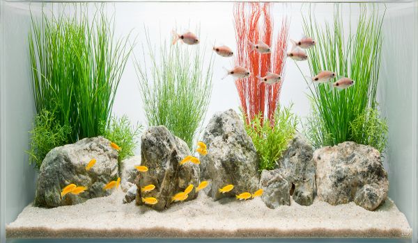 Aquascape Majalah Rumah