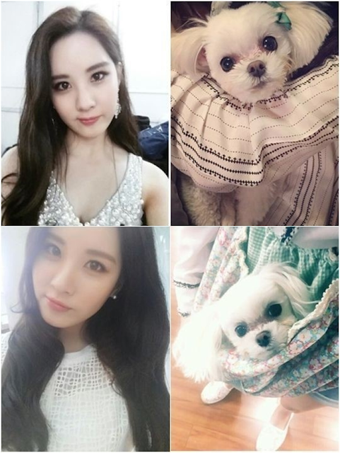 Girls Generation pet Instagram Taeyeon Sunny Tiffany Hyoyeon Yuri Sooyoung Yoona Seohyun poodle Maltese Yorkshire dog cat Pomeranian K-Pop enjoy korea hui