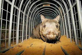 Wombat Hidung Berbulu dari Selatan (Lasiorhinus krefftii|Data 7 Hewan Langka Yang Hampir Punah