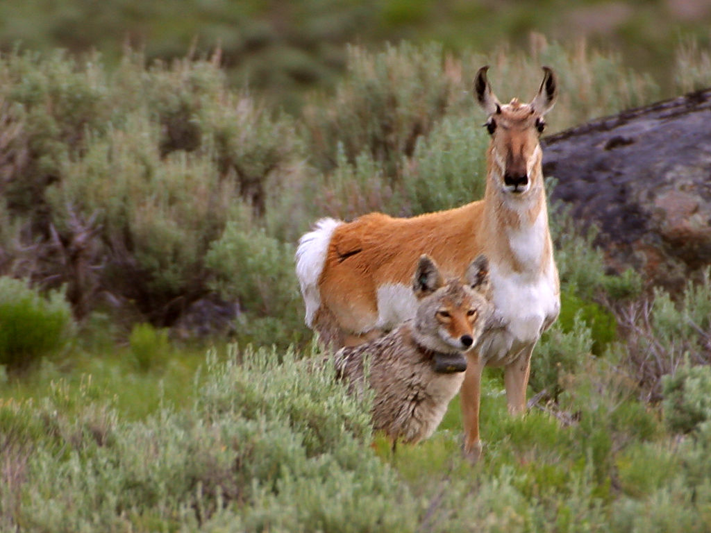 Coyote Animals Backgrounds