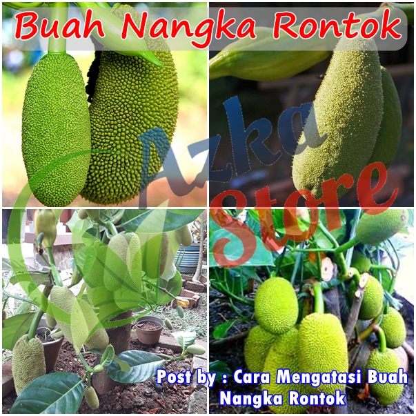 Cara Mengatasi Buah Nangka Rontok