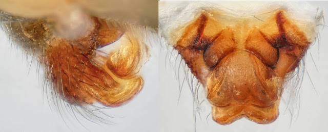 Megalepthyphantes sp. near collinus epigyne