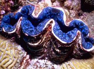 giant clam