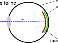 Porque Los Ojos De Los Perros Brillan