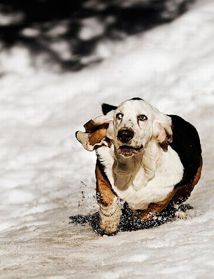 Running Basset Hounds Seen On www.coolpicturegallery.us