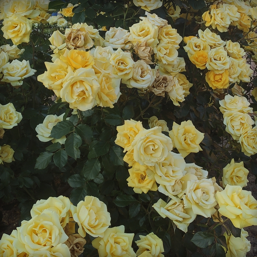 Rosas de jardín amarillas