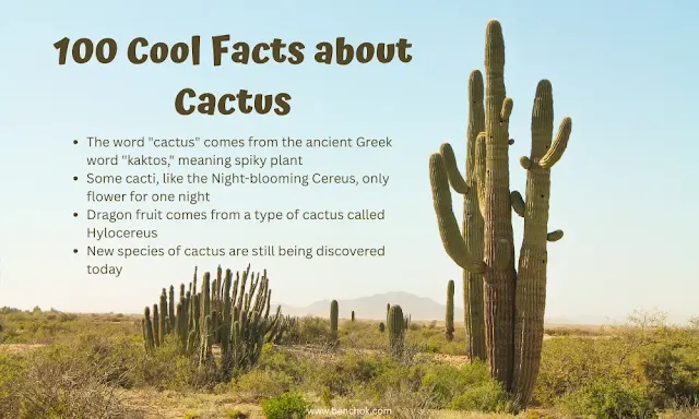 100 Cool Facts About Cactus