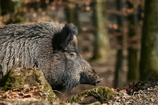 sus scrofa