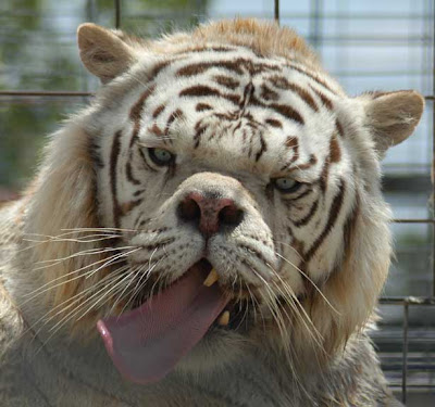 deformed white tiger pictures. of breeding white tigers.