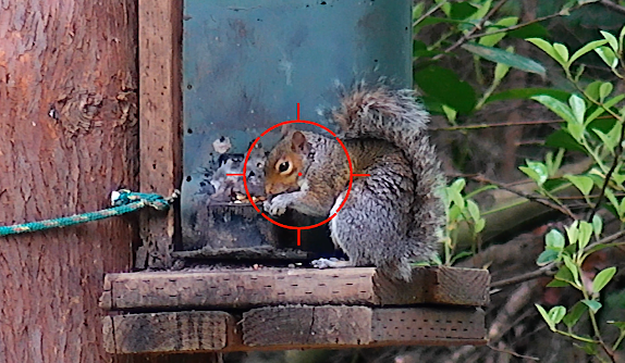 Sightmark Wraith 4k Mini on squirrel