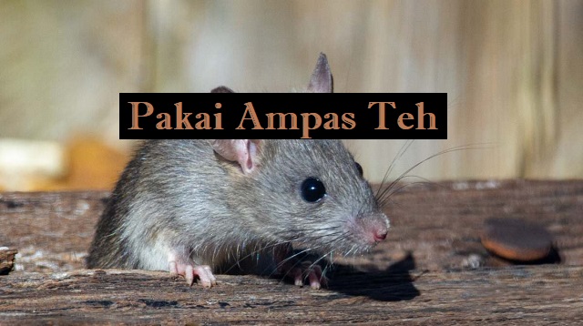 Cara Mengusir Tikus