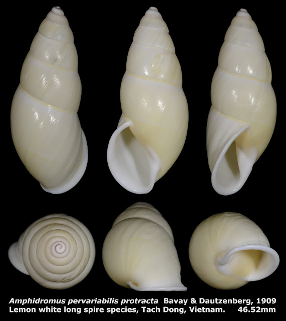 Amphidromus pervariabilis protracta 46.52mm