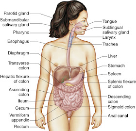 Diagram of digestive system | Simple digestive system diagram | Digestive system easy