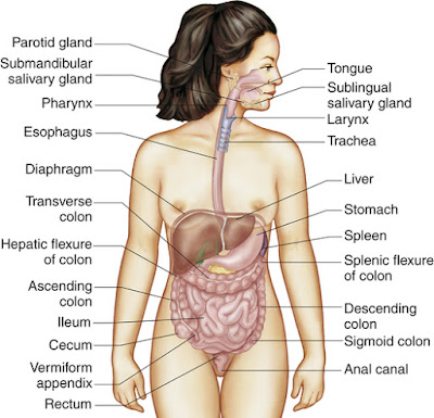 Diagram of digestive system | Simple digestive system diagram | Digestive system easy