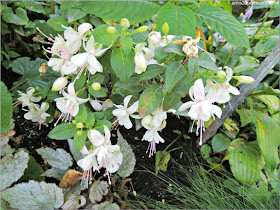 Fucsias Blancas en el Jardín Botánico de Montreal