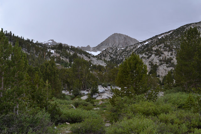 trees thinning to a nude peak in the distance