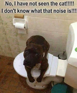 Dog Humor : I have not see the cat?