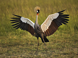 African Crowned Crane Kenya