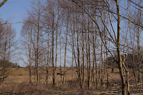 spring in Norfolk countryside