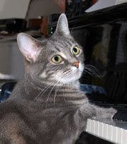 gambar Nora si kucing yang suka bermain piano