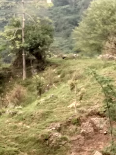 Step farms in hilly areas of Kangra Valley,Himachal Pradesh