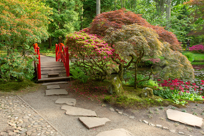 arbre pour petit jardin: érable du Japon à feuilles rouges