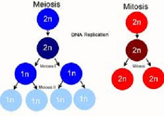 Persamaan dan Perbedaan Mitosis dan Meiosis Persamaan dan Perbedaan Mitosis dan Meiosis