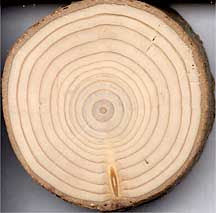 Tree Rings - Source: NOAA