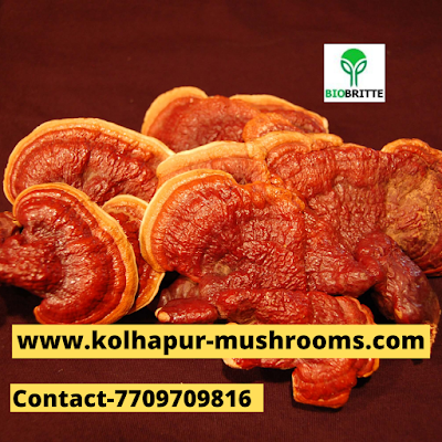 Scope Of Ganoderma Mushroom