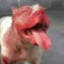 Idosa morre após ser atacada por 8 cães no sítio em que morava