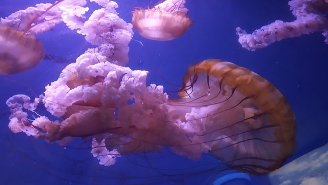 meduse nell'oceanografic di valencia