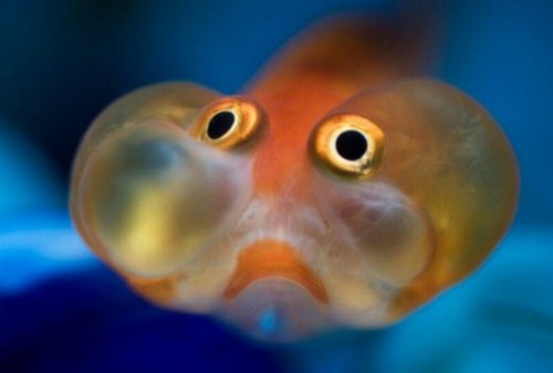 beautiful Bubble Eye Goldfish