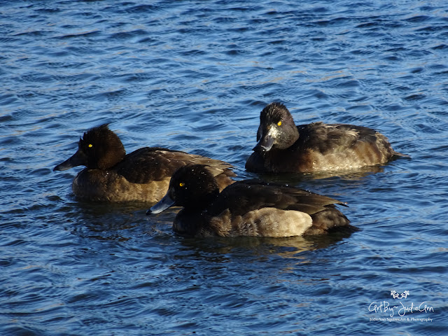 Newfoundland Birds