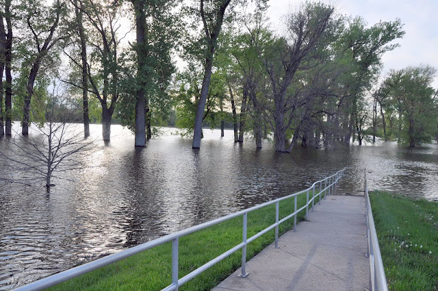 flooded area with trees in middle of river