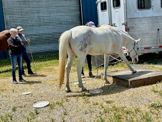 Horse places foot on step-up obstacle