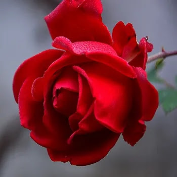 List Of All Flowers Name In Marathi And English With Pictures List Of All Flowers Name In Marathi And English With Pictures
