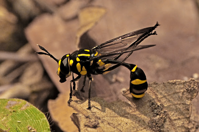 Monoceromyia trinotata a wasp mimicking hoverfly