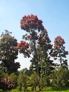 Parque Ecológico do Tietê