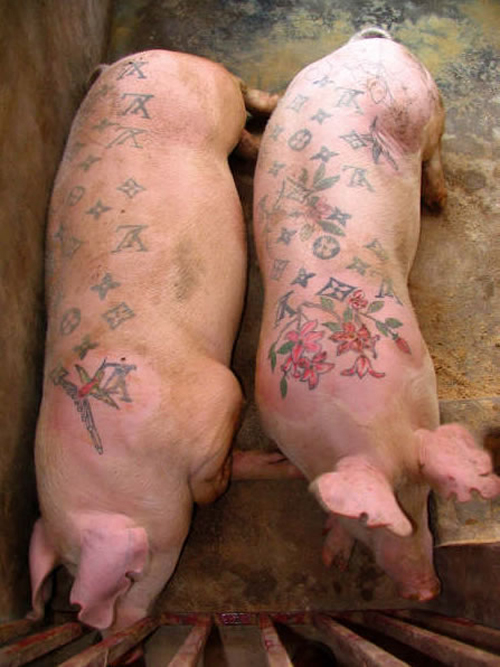 But who knew people actually tattooed pigs? 7.12.10